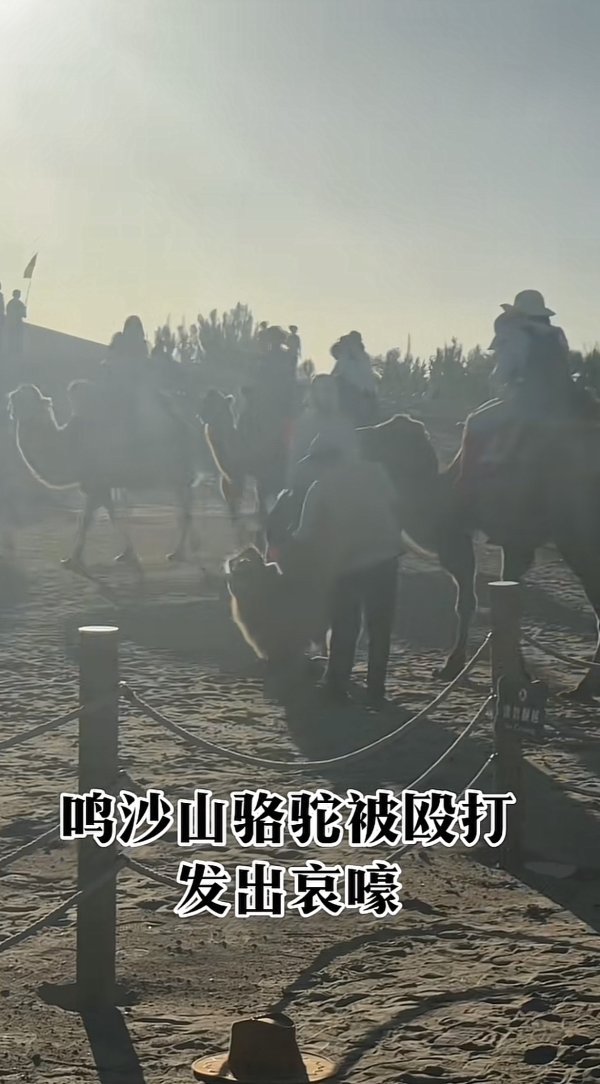 体育游戏app平台事发时骆驼情谊不太踏实-开云「中国」kaiyun网页版登录入口