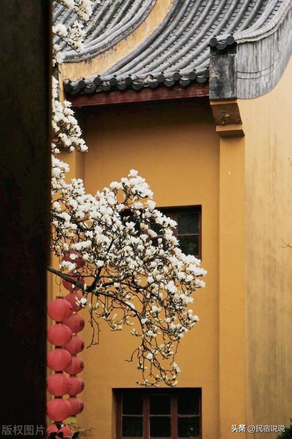 开yun体育网白色的花朵与黄墙黛瓦、飞檐斗拱兴趣横生-开云「中国」kaiyun网页版登录入口